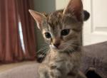 No name - Domestic Kitten For Adoption - Ocala&comma; FL&comma; US