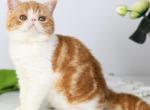 Sharan - Exotic Kitten For Sale - Pembroke Pines&comma; FL&comma; US