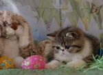 Le Motiff - Exotic Kitten For Sale - Bonita Springs&comma; FL&comma; US