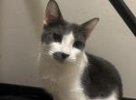 Channel - Domestic Cat For Adoption - Newark&comma; NJ&comma; US