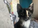 Bones - Domestic Kitten For Sale - Newark&comma; NJ&comma; US