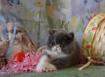 Azuree - Exotic Kitten For Sale - Bonita Springs&comma; FL&comma; US