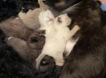 &Ncy;&iecy;&tcy; - Scottish Fold Kitten For Sale - Phila&comma; PA&comma; US