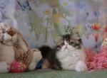 Pommelee     Exotic Longhair - Persian Kitten For Sale - Bonita Springs&comma; FL&comma; US