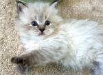 Kurt - Siberian Kitten For Sale - Bonita Springs&comma; FL&comma; US