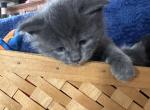 Nuka of Donnelly - Maine Coon Kitten For Sale - Port Clinton&comma; OH&comma; US