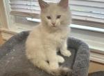Ash - Maine Coon Kitten For Sale - 