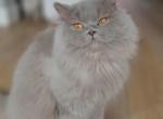 Lambrusco - Scottish Straight Cat For Sale - Denver&comma; CO&comma; US