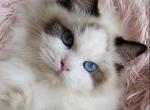 Chanel - Ragdoll Cat For Sale - Huntington Beach&comma; CA&comma; US
