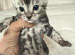 Beautiful Bengal kitten - Bengal Kitten For Sale - Reinholds&comma; PA&comma; US