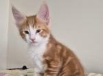 Tonka - Maine Coon Kitten For Sale - Germantown&comma; MD&comma; US