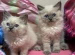 Full ragdoll females - Ragdoll Kitten For Adoption - Auburn&comma; WA&comma; US