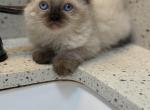 Full ragdoll male - Ragdoll Kitten For Sale - Auburn&comma; WA&comma; US