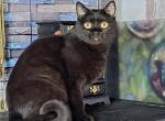 Nyx - Domestic Cat For Adoption - 