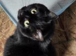 Bastet - Domestic Cat For Adoption - Midway&comma; KY&comma; US