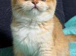 Lucy - British Shorthair Kitten For Sale - College Point&comma; NY&comma; US