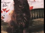 Rosalie - Maine Coon Kitten For Sale - OH&comma; US