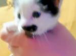 Kitler - Domestic Kitten For Sale - St Francis&comma; MN&comma; US
