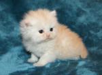 CFA Shaded Cream Male Persian Kitten Brown Collar - Persian Kitten For Sale - Stanton&comma; MO&comma; US