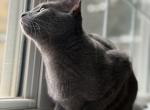 Lilly - Russian Blue Kitten For Sale - Fairfax&comma; VA&comma; US