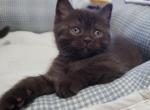 Chocolate Kitten - British Shorthair Kitten For Sale - Ames&comma; IA&comma; US