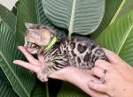 Brown Male Green Collar - Bengal Kitten For Sale - Rocklin&comma; CA&comma; US