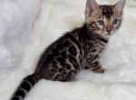 Brown Male Green Collar - Bengal Kitten For Sale - Rocklin&comma; CA&comma; US