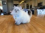 siberian kitten - Siberian Kitten For Sale - Aldie&comma; VA&comma; US