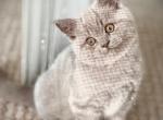 British Shorthair Lilac Male - British Shorthair Kitten For Sale - Clearwater&comma; FL&comma; US