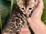 Brown Male Kitten - Bengal Kitten For Sale - Rocklin&comma; CA&comma; US