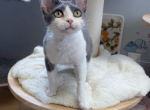 DiDi - Devon Rex Kitten For Sale - San Jose&comma; CA&comma; US