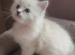 Traditional & Mink Ragdoll kittens - Ragdoll Kitten For Sale - Rochester&comma; NY&comma; US