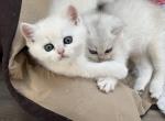 Scottish Straight Kittens 1 male 1 female - Scottish Straight Kitten For Sale - 