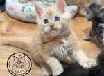 Maine Coon Kittens - Maine Coon Kitten For Sale - Kansas City&comma; KS&comma; US
