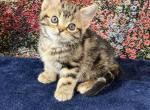 Brown Tabby American Shorthair Female - American Shorthair Kitten For Sale - Joshua&comma; TX&comma; US