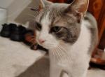George - Domestic Cat For Adoption - Frederick&comma; MD&comma; US
