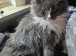 Max - Maine Coon Kitten For Sale - Jamesville&comma; NY&comma; US