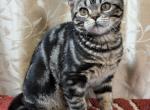 Brown Tabby American Shorthair Male - American Shorthair Kitten For Sale - Joshua&comma; TX&comma; US