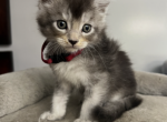 Harmel Maine coon - Maine Coon Kitten For Sale - Jay&comma; FL&comma; US