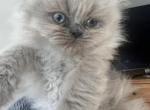 Daisy - Himalayan Kitten For Sale - Dover&comma; NH&comma; US