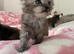 Princess Black Smoke Maine Coon Girl - Maine Coon Kitten For Sale - Tannersville&comma; PA&comma; US