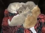 Lilac golden shaded shorty - Munchkin Kitten For Sale - 