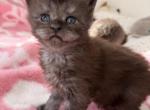 US Royals Black Smoke Handsome Boy - Maine Coon Kitten For Sale - Tannersville&comma; PA&comma; US