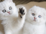 scottish kitten litter - Scottish Fold Kitten For Sale - 
