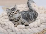 Brown black spotted tabby - British Shorthair Kitten For Sale - 