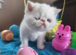 Flame point Himalayan kitty's - Himalayan Kitten For Sale - Fort Loudon&comma; PA&comma; US
