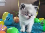 Adorable kitty's available - Himalayan Kitten For Sale - Fort Loudon&comma; PA&comma; US