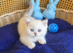 Archie - Scottish Straight Cat For Sale - TN&comma; US