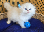 Axel - Scottish Fold Cat For Sale - TN&comma; US