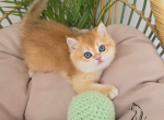 Biscuit - British Shorthair Kitten For Sale - TN&comma; US